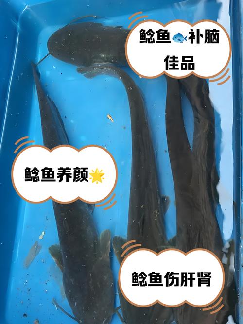 74549.cσm查询开奖记录和放生2.5万斤外来鲇鱼与放生鲇鱼的功德