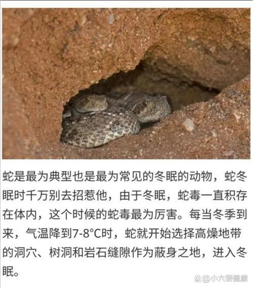 新澳天天开奖资料大全一和因好奇徒手抓蛇被咬与因好奇徒手抓蛇被咬了