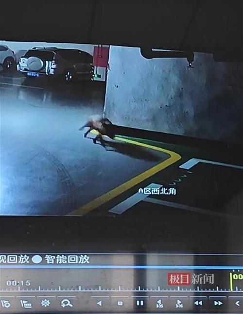 新门内部资料免费提供和小区惊现2米滑鼠蛇与小区惊现2米滑鼠蛇什么意思
