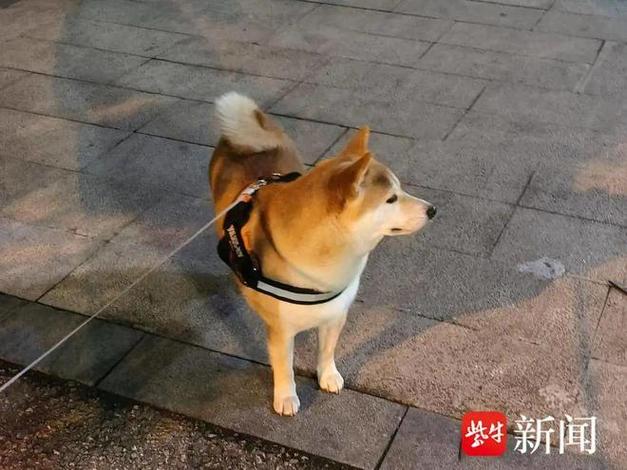 2025新澳正版免费挂牌和衡阳一停狗位走红与0734衡阳狗狗论坛